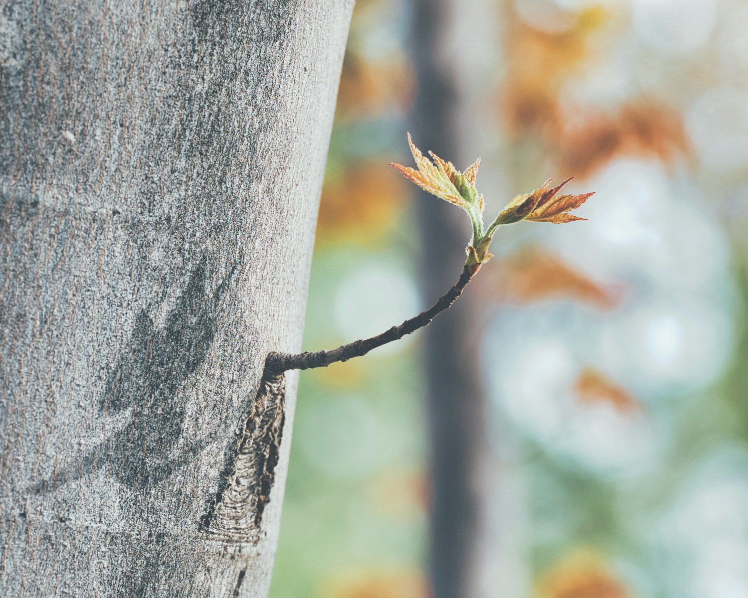 a close up of a tree branch